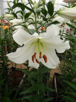 [4133 Forever No202.JPG]